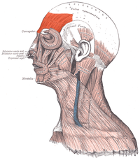Musculus frontalis.png