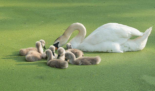 Mute swan and cygnets, Prospect Park Lake