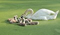 Image 99Mute swan and cygnets on a duckweed-covered pond