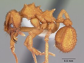 Trachymyrmex turrifex