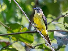 Myiozetetes luteiventris - Күңгірт кеуде Flycatcher; Караджас ұлттық орманы, Пара, Бразилия.jpg