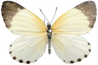 <i>Mylothris continua</i> Species of butterfly