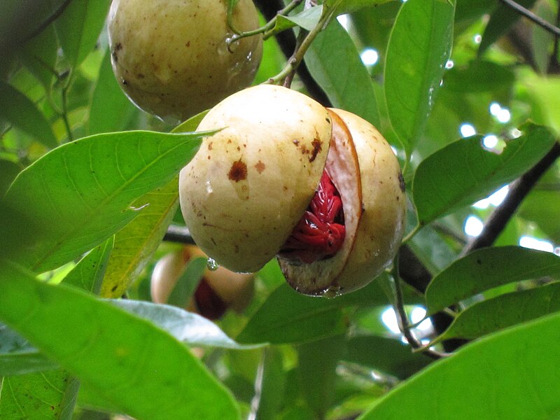 File:Myristica Fragrans - ജാതിക്ക-1.JPG