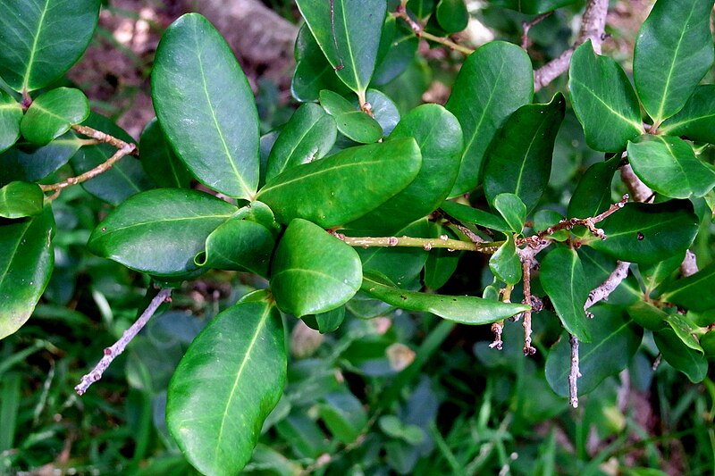 File:Myrsine common species Lord Howe Island lowland.jpg