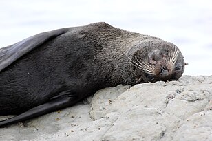 Arctocephalus forsteri - Yangi Zelandiya mo'ynali muhri