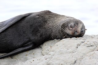 <span class="mw-page-title-main">Seal culling in South Australia</span>