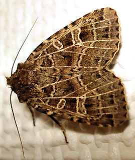 <i>Phalaena</i> Obsolete name for a genus of moths
