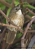 Naga Wren-Babbler.jpg