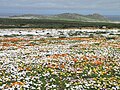 Namaqualand flowers.JPG