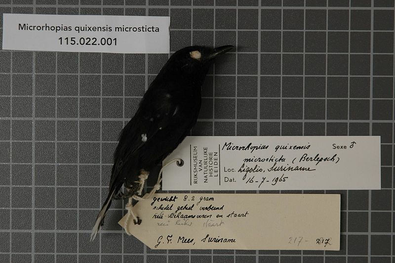 File:Naturalis Biodiversity Center - RMNH.AVES.37055 1 - Microrhopias quixensis microsticta (Berlepsch, 1908) - Formicariidae - bird skin specimen.jpeg