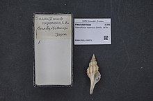 Naturalis Biodiversity Center - RMNH.MOL.209571 - Granulifusus niponicus (Smith, 1879) - Fasciolariidae - Mollusc shell.jpeg