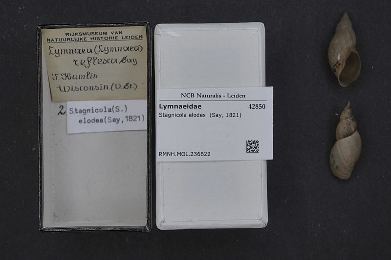File:Naturalis Biodiversity Center - RMNH.MOL.236622 - Stagnicola elodes (Say, 1821) - Lymnaeidae - Mollusc shell.jpeg