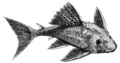 Pterygoplichthys etentaculatus