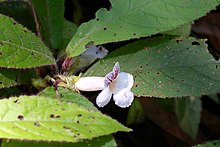 Nautilocalyx ecuadoranus (Gesneriaceae) (29611813230) .jpg