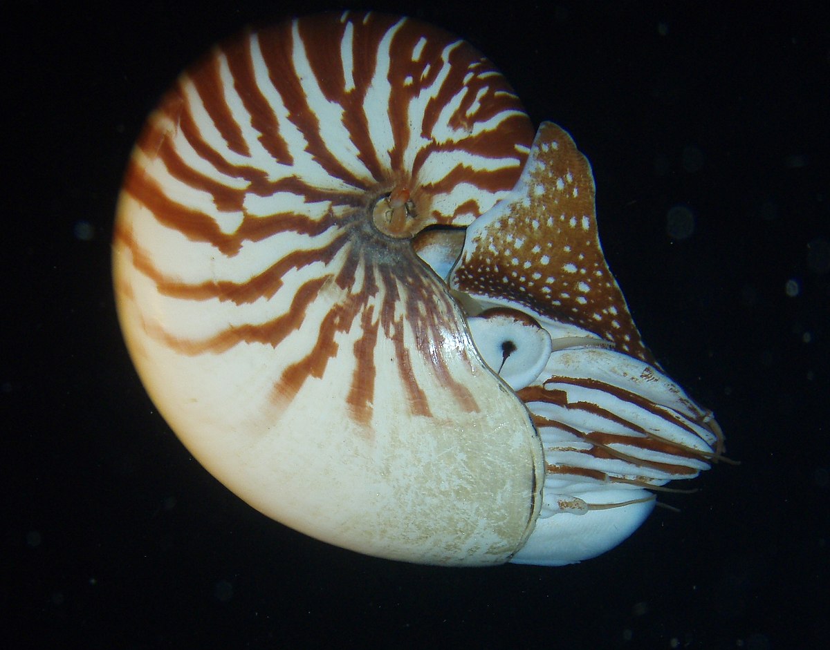 Image result for nautilus macromphalus