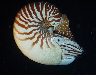 <i>Nautilus macromphalus</i> Species of cephalopod known as the bellybutton nautilus