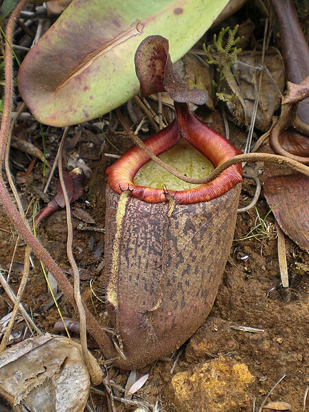 File:Nepenthes peltata2.jpg