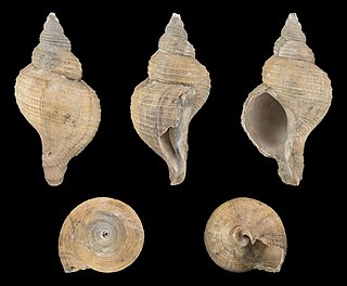 <i>Neptunea angulata</i> Extinct species of gastropod