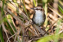 New Caledonian Thicketbird 0A2A5945.jpg