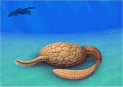 File:Nimchacystis agterbosi reconstruction.jpg (Category:Echinodermata)