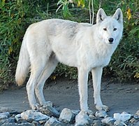 Loup Blanc Animal Wikipedia