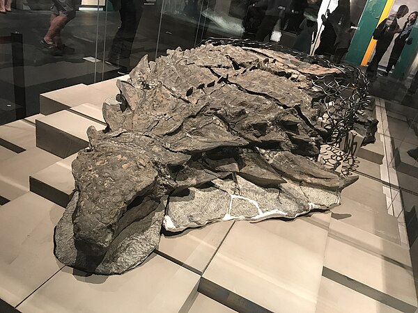 The holotype of Borealopelta markmitchelli on display at the Royal Tyrrell Museum