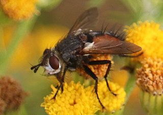 <i>Peleteria rubescens</i> Species of fly