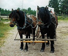 Equipe de dois cavalos marrons e pretos, vistos de frente.