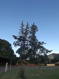 <span class="mw-page-title-main">Norfolk Island Pine Trees, Cleveland</span> Historic site in Queensland, Australia