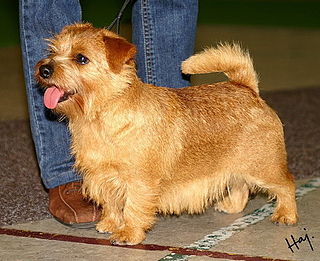 The Norfolk Terrier is a British breed of dog. Prior to gaining recognition as an independent breed in 1964, it was a variety of the Norwich Terrier, distinguished from the 