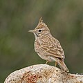 * Nomination North African Thekla's lark (Galerida theklae carolinae) --Charlesjsharp 15:16, 2 June 2024 (UTC) * Promotion  Support Good quality. --Benjism89 17:49, 2 June 2024 (UTC)