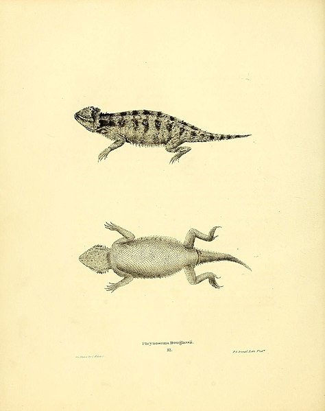 File:North American herpetology, or, A description of the reptiles inhabiting the United States (6075907925).jpg