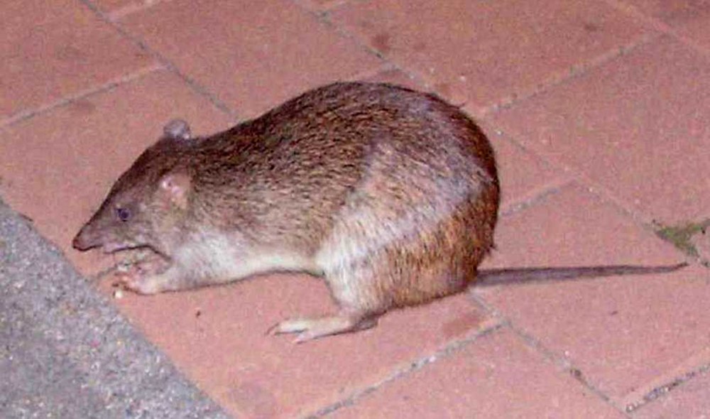 The average litter size of a Northern brown bandicoot is 3