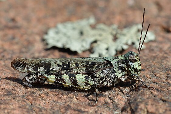 Northern Marbled Grasshopper (Spharagemon marmorata marmorata)