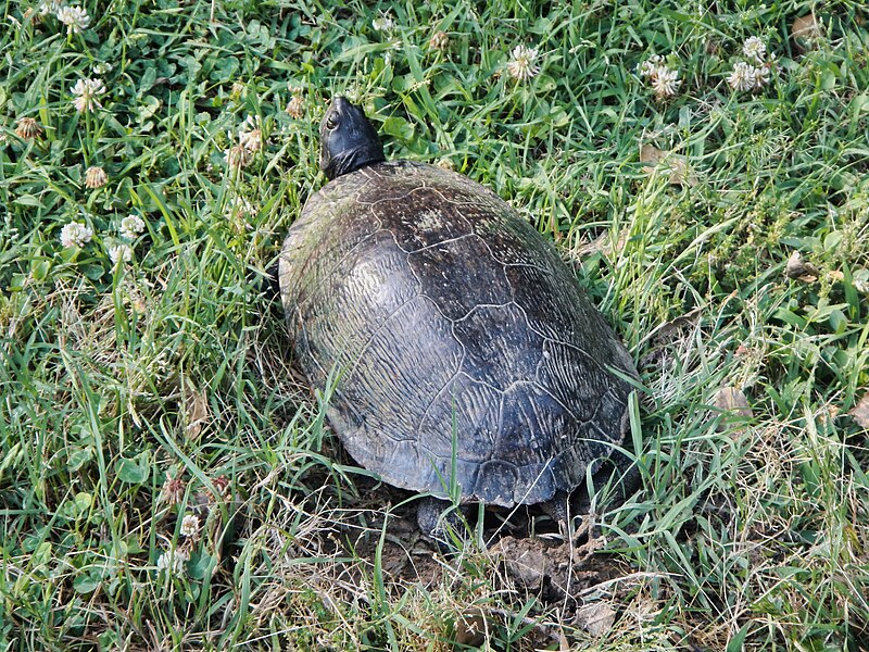 File:Northern Red-Bellied turtle lays eggs - 52900722383.jpg