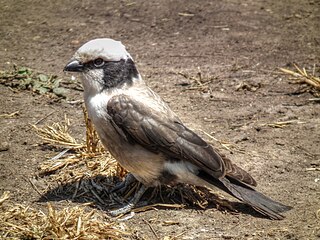 Northern white-crowned shrike Species of bird