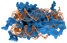 Interaction of DNA (orange) with histones (blue). These proteins' basic amino acids bind to the acidic phosphate groups on DNA. Nucleosome1.png