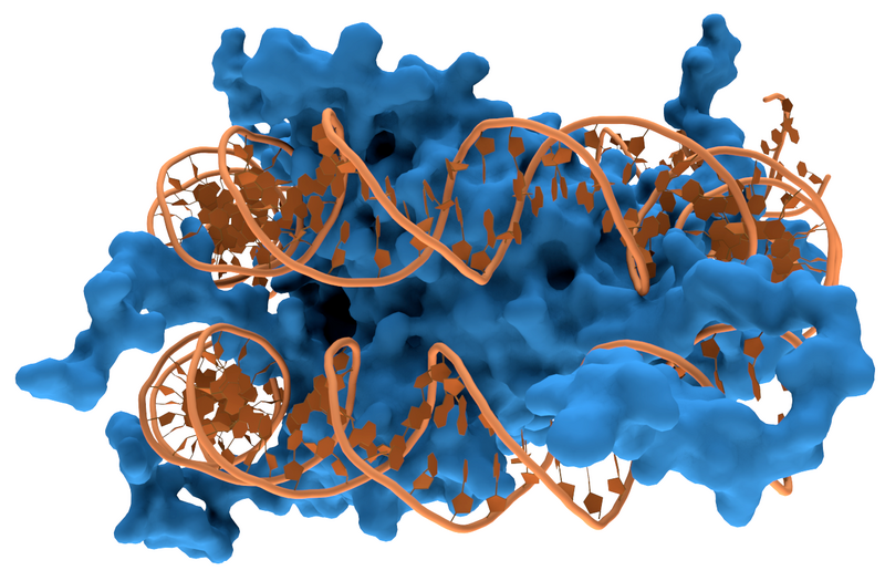 File:Nucleosome1.png