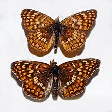 Nymphalidae - Chlosyne gabbii.JPG