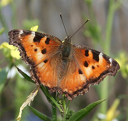 Nymphalis californica.jpg