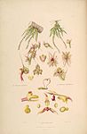 Oberonia rufilabris - Oberonia griffithiana - Drymoda picta - Sertum - Lindley pl. 
 8 (1838). 
 jpg