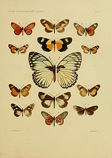 Oberthur1893 EtudEnt 17Plate1.jpg