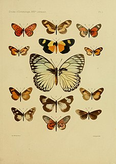 <i>Acraea guillemei</i> Species of butterfly
