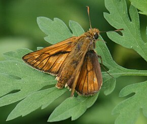 Descripción de la imagen Ochlodes venatus en el monte Ibuki 2011-07-24.jpg.