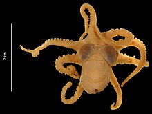 Octopus joubini Робсон, 1929 (USNM 816834) dorsal view.jpg