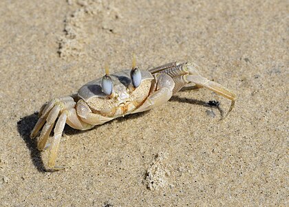 Ocypode cursor, Dor-Habonim Beach, Israel, February 26, 2012.