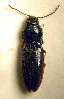 Oedostethus tenuicornis