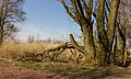 Oostvaardersplassen. Nieuwe natuur op de bodem van de voormalige Zuiderzee.