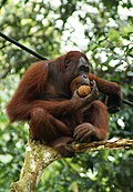 Orang utan eating a mature coconut, Sarawak