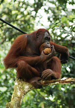 Borneo orangutans (Pongo pygmaeus)